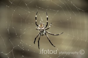 Spider